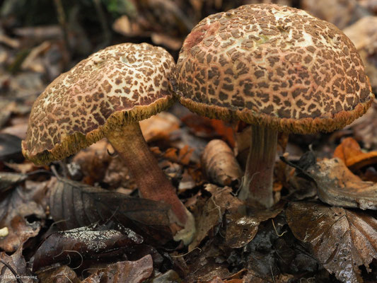 Gemeiner Rotfußröhrling  - Xerocomus chrysenteron