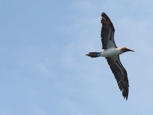 BLAUFUSSTÖLPEL, BLUE-FOOTED BOOBY - SULA NEBOUXI