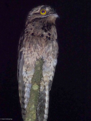 Urutau-Tageschläfer, Common Potoo - Nyctibius aethereus