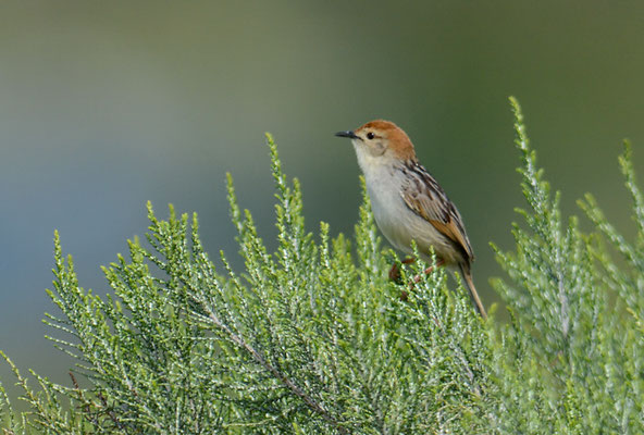VLIJ-CISTENSÄNGER, LEVAILLANT´S CISTICOLA, CISTICOLA TINNIENS