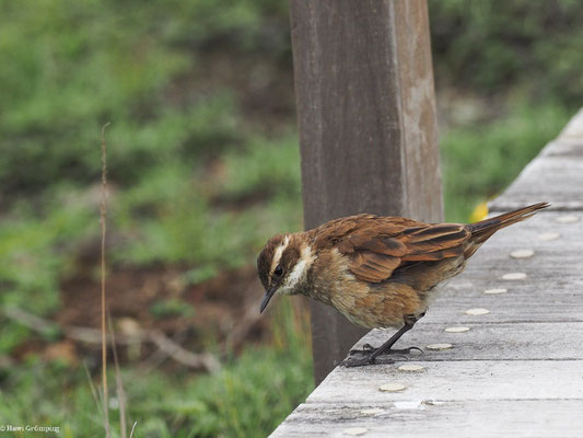 ZIMTFLÜGEL-UFERWIPPER, CHESTNUT-WINGED CINCLODES - CINCLODES ALBIDIVENTRIS