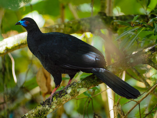 MOHRENGUAN, BLACK GUAN, CHAMAEPETES UNICOLOR