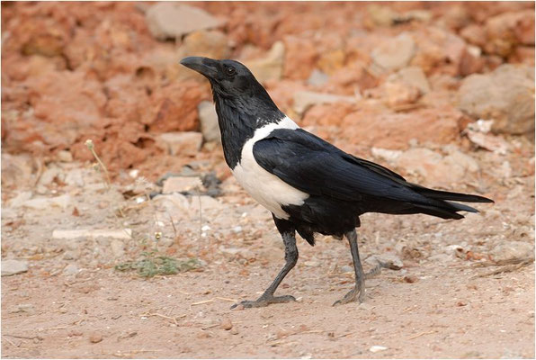 SCHILDRABE, PIED CROW, CORVUS ALBUS