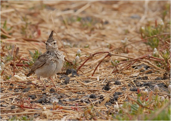 HAUBENLERCHE, CRESTED LARK, GALERIDA CRISTATA