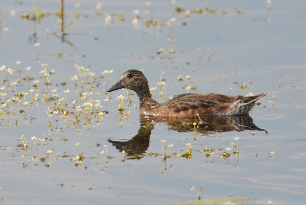 Amerikanische Pfeifente, American wigeon, Anas americana