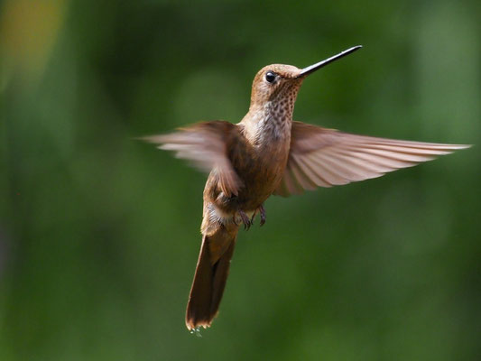 BRONZEANDENKOLIBRI, BRONZY INCA - COELIGENA COELIGENA