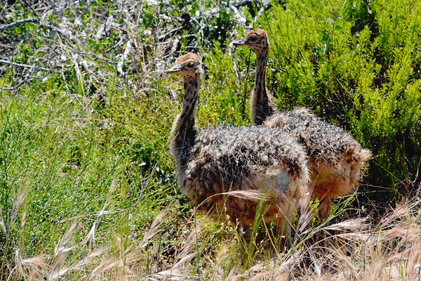 STRAUSS, COMMON OSTRICH, STRUTHIO CAMELUS