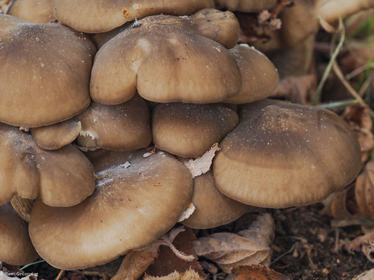 Büschelrasling - Lyophyllum decastes
