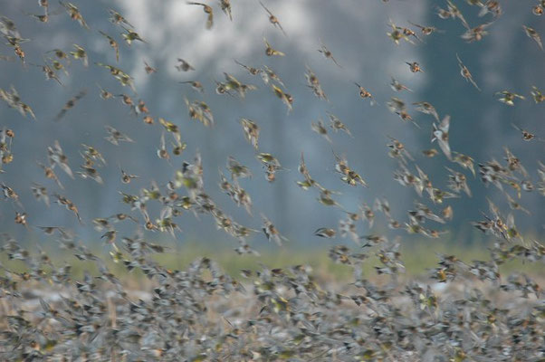 BERGFINK, BRAMBLING, FRINGILLA MONTIFRINGILLA