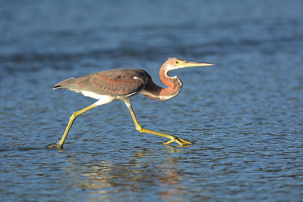 DREIFARBENREIHER, TRICOLORED HERON, EGRETTA TRICOLOR