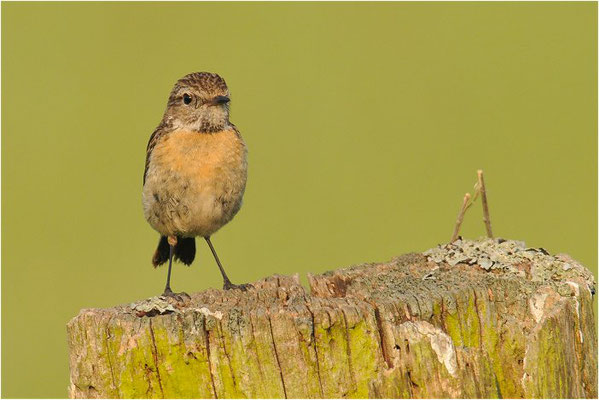 SCHWARZKEHLCHEN, STONECHAT, SAXICOLA TORQUATUS