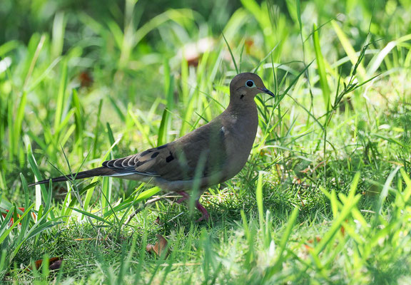 CAROLINATAUBE, MOURNING DOVE, ZENAIDA MACROURA