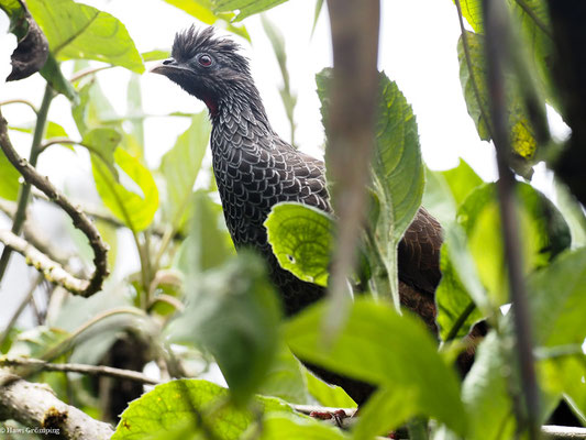 ANDEN-GUAN, ANDEAN GUAN - PENELOPE MONTAGNII