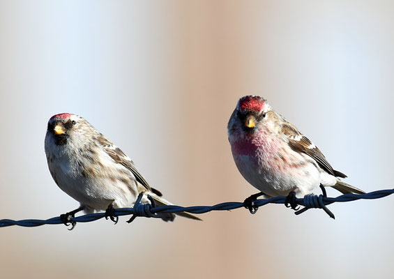 TAIGABIRKENZEISIG, COMMON REDPOLL, ACANTHIS FLAMMEA
