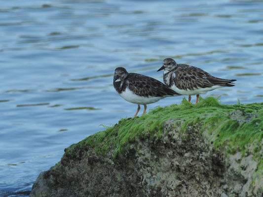 STEINWÄLZER, RUDDY TURNSTONE, ARENARIA INTERPRES