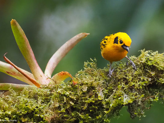 GOLDTANGARE, GOLDEN TANAGER - TANGARA ARTHUS
