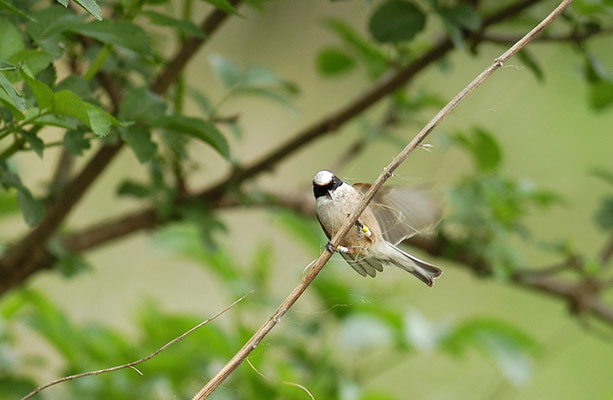 BEUTELMEISE, PENDULINE TIT, REMIZ PENDULINUS