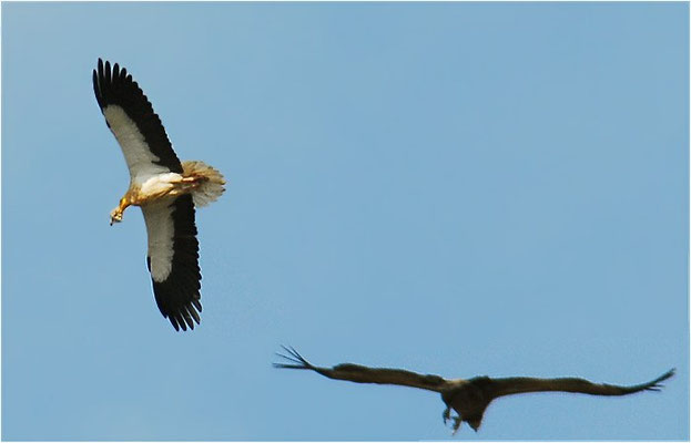 SEEADLER, WHITE-TAILED EAGLE, HALIAEETUS ALBICILLA