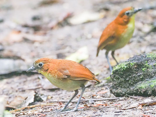 Gelbbrust-Ameisenpitta, Yellow-breasted Antpitta - Grallaria flavotincta