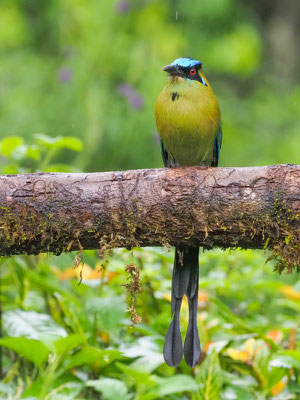 Andenmotmot, Andean Motmot - Momotus aequatorialis