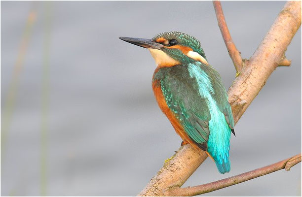 EISVOGEL, COMMON KINGFISHER, ALCEDO ATTHIS