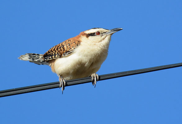 ROTNACKENZAUNKÖNIG, RUFOUS-NAPED WREN, CAMPYLORHYNCHUS RUFINUCHA