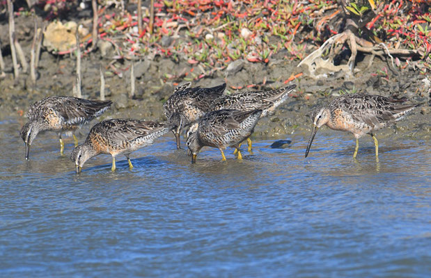 KLEINER SCHLAMMLÄUFER, SHORT-BILLED DOWITCHER, LIMNODROMUS GRISEUS 