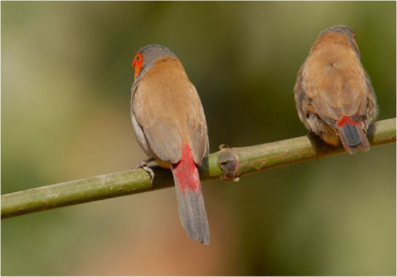 ORANGEBÄCKCHEN, ORANGE-CHEEKED WAXBILL, ESTRILDA MELPODA