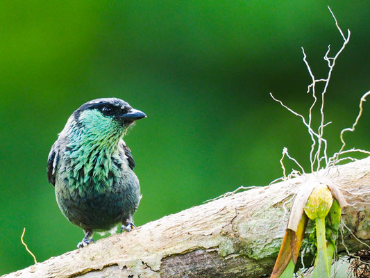 HEINE-TANGARE, BLACK-CAPPED TANAGER - TANGARA HEINEI