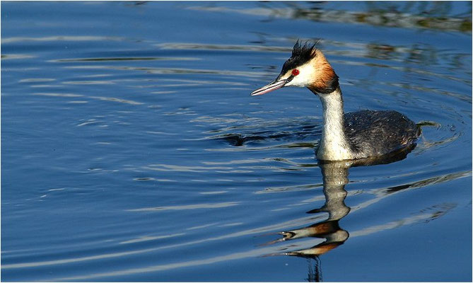 HAUBENTAUCHER, GREAT CRESTET GREBE, PODICEPS ERISTATUS