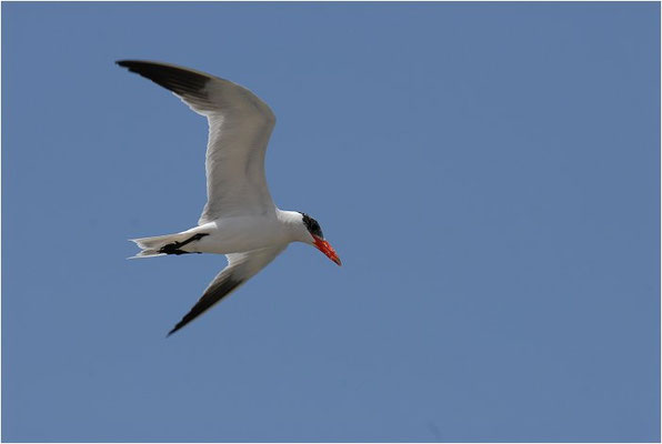 RAUBSEESCHWALBE, CASPIAN TERN, STERNA CASPIA