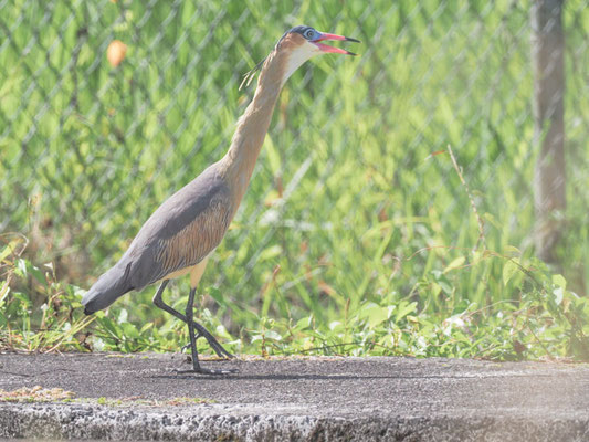 Pfeifreiher, Whistling Heron - Syrigma sibilatrix