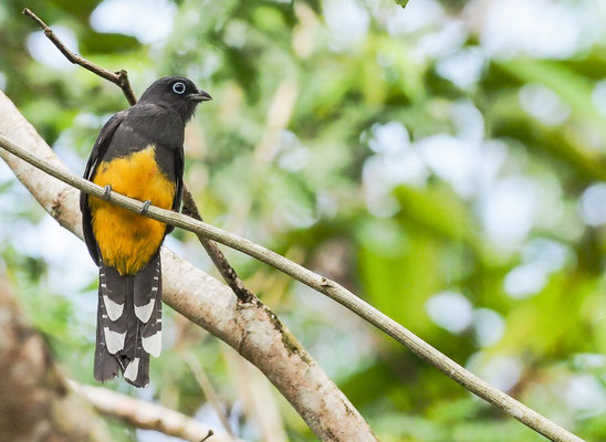 SCHWARZKOPFTROGON, BLACK-HEADED TROGON, TROGON MELANOCEPHALUS