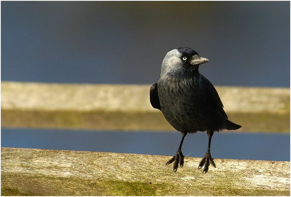 DOHLE, JACKDAW, CORVUS MONEDULA 