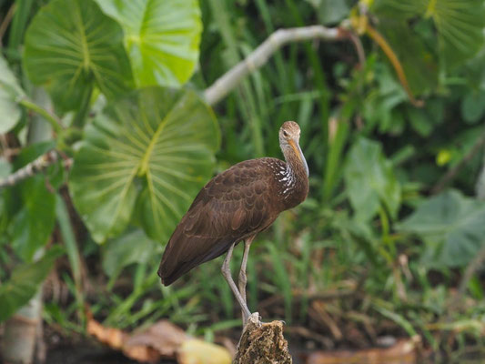 Rallenkranich, Limpkin - Aramus guarauna