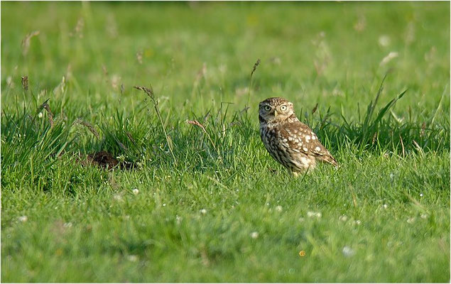 STEINKAUZ, LITTLE OWL , ATHENE NOCTUA