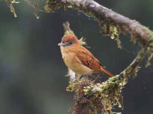 ZIMTBEKARDE, CINNAMON BECARD - PACHYRAMPHUS CINNAMOMEUS