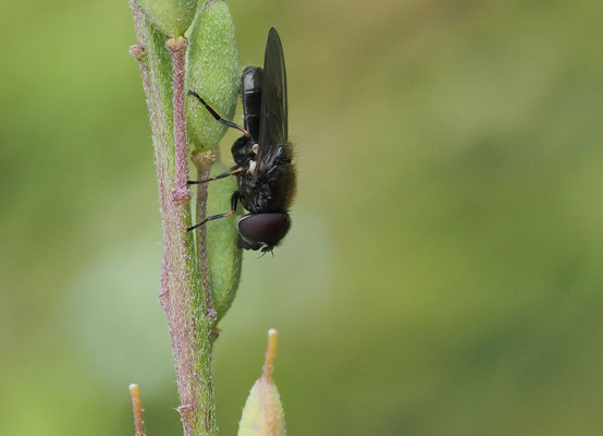 PILZ-ERZSCHWEBFLIEGE, CHEILOSIA SCUTELLATA