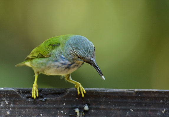 AZURNASCHVOGEL, SHINING HONEYCREEPER, CYANERPES LUCIDUA