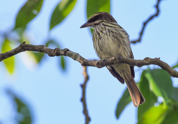 STREIFENTYRANN, STREAKED FLYCATCHER, MYIODYNASTES MACULATUS 