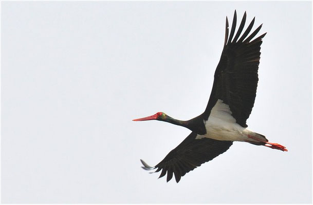 SCHWARZSTORCH, BLACK STORK, CICONIA NIGRA