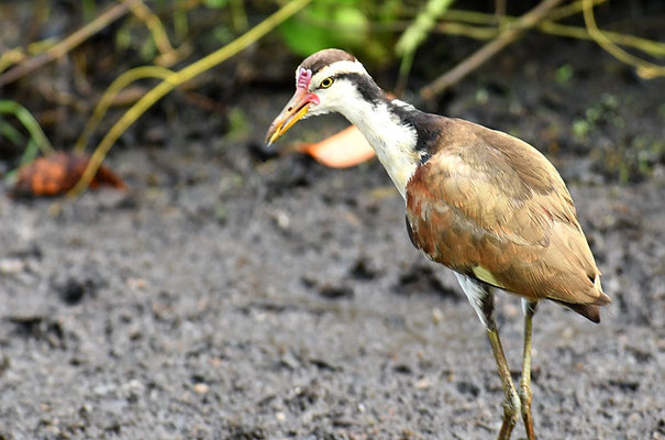 ROTSTIRNBLATTHÜHNCHEN, WATTLED JACANA, JACANA JACANA