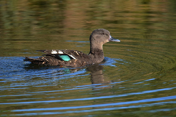 SCHWARZENTE, AFRICAN BLACK DUCK, ANAS SPARSA