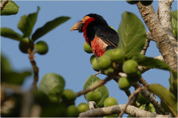 SENEGALFURCHENSCHNABEL, BEARDED BARBET, LYBIUS DUBIUS