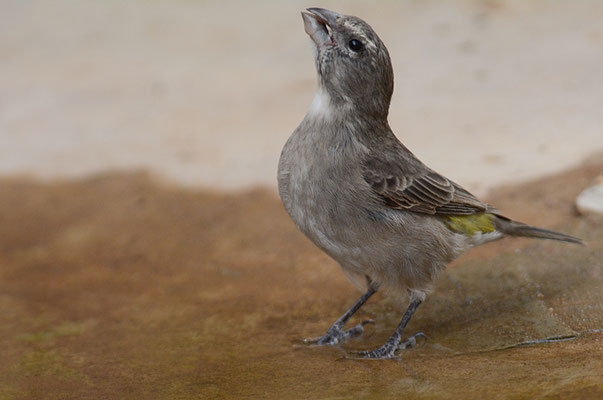 WEISSKEHLGIRLITZ, WHITE-THROATED CANARY, CRITHAGRA ALBOGULARIS