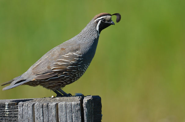 KALIFORNISCHE SCHOPFWACHTEL, CALIFORNIA QUAIL, CALLIPEPLA CALIFORNICA