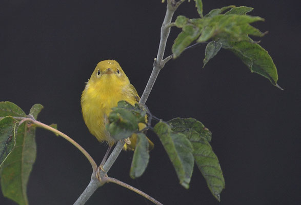 GOLDWALDSÄNGER, YELLOW WARBLER, DENDROICA PETECHIA