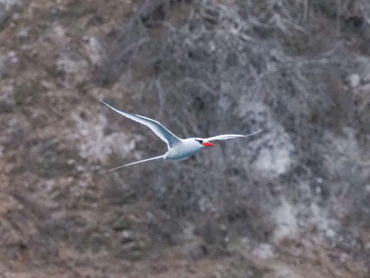 Rotschnabel-Tropikvogel, Red-billed Tropicbird - phaeton aethereus