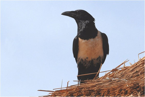 SCHILDRABE, PIED CROW, CORVUS ALBUS