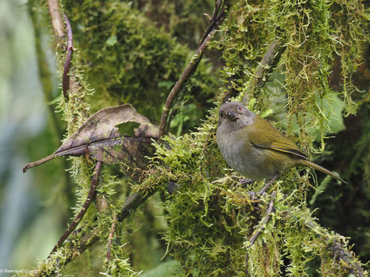 GRAUBRUST-BUSCHTANGARE, DUSKY BUSH TANAGER - CHLOROSPINGUS SEMIFUSCUS